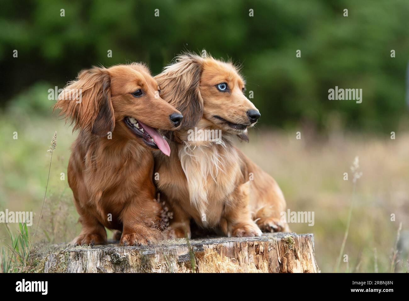 Zwei lange Miniatur-Dackel Stockfoto