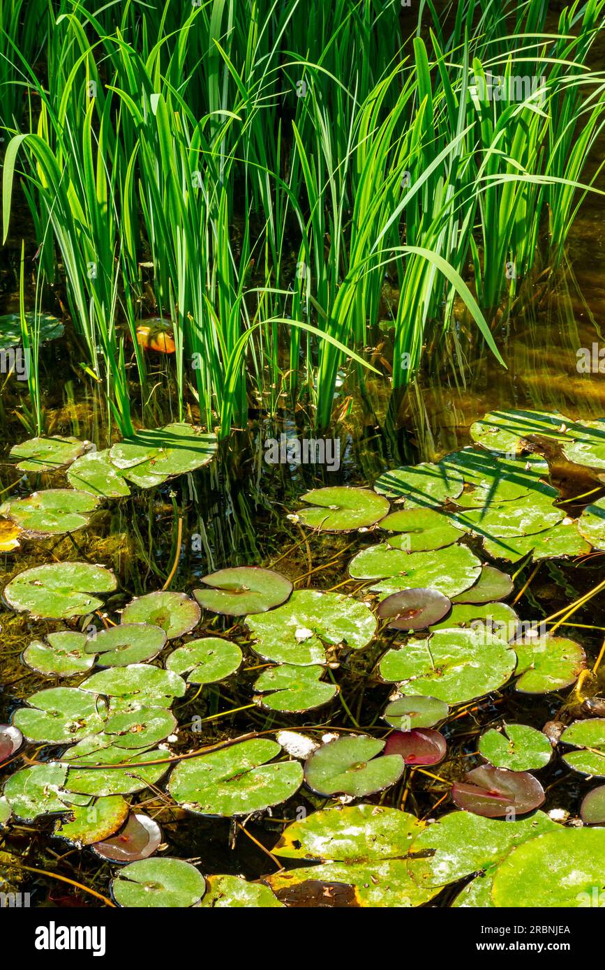 Wasserlilie oder Nymphaeaceae, rhizomatöse Wasserkräuter, die in gemäßigten und tropischen Klimazonen auf der ganzen Welt leben, mit Schilf in einem Teich. Stockfoto