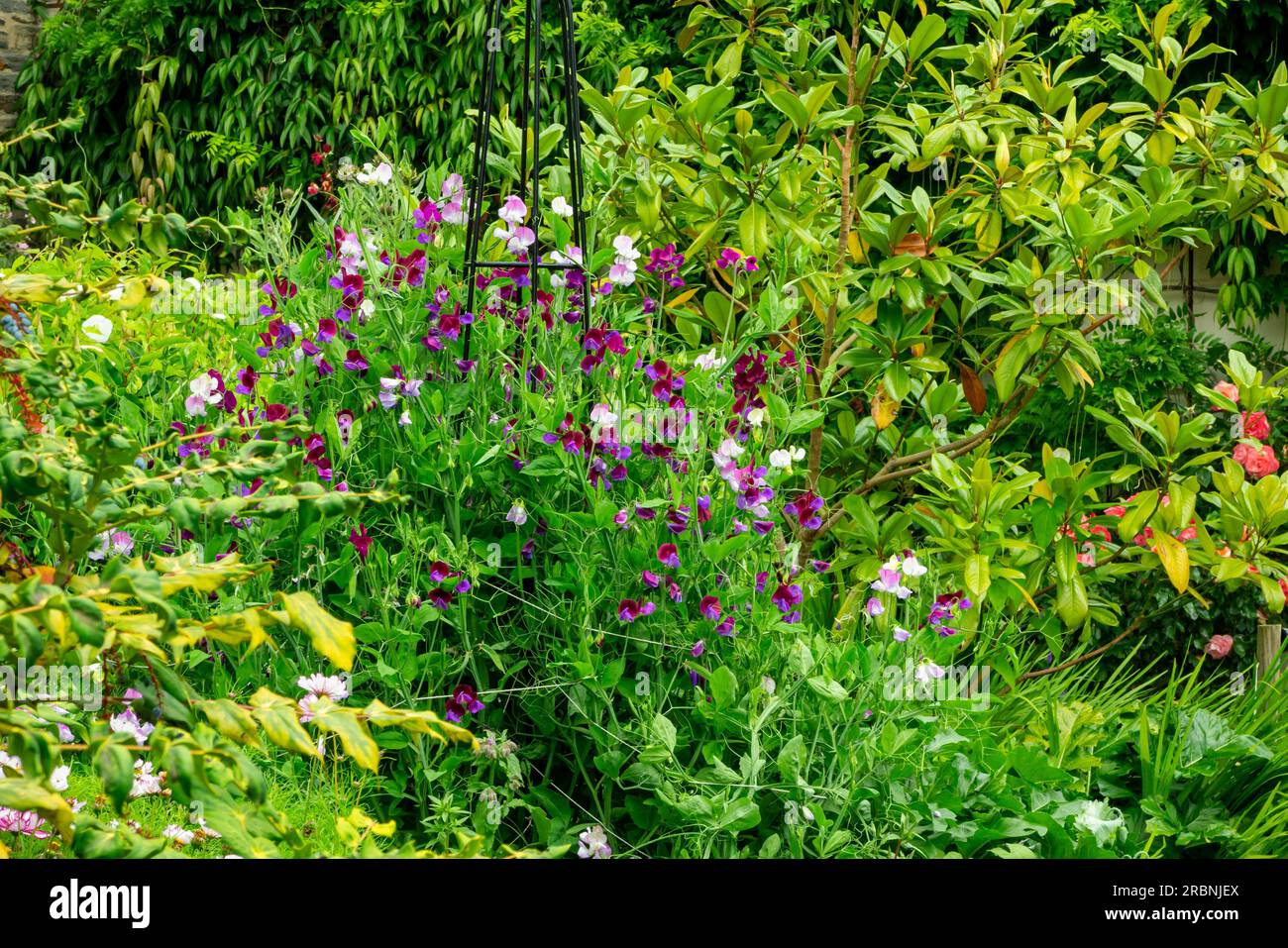 Gartengrenzen - die süße Erbse, Lathyrus odoratus, ist eine blühende Pflanze der Gattung Lathyrus in der Familie Fabaceae (Hülsenfrüchte), die in Südeuropa heimisch ist. Stockfoto
