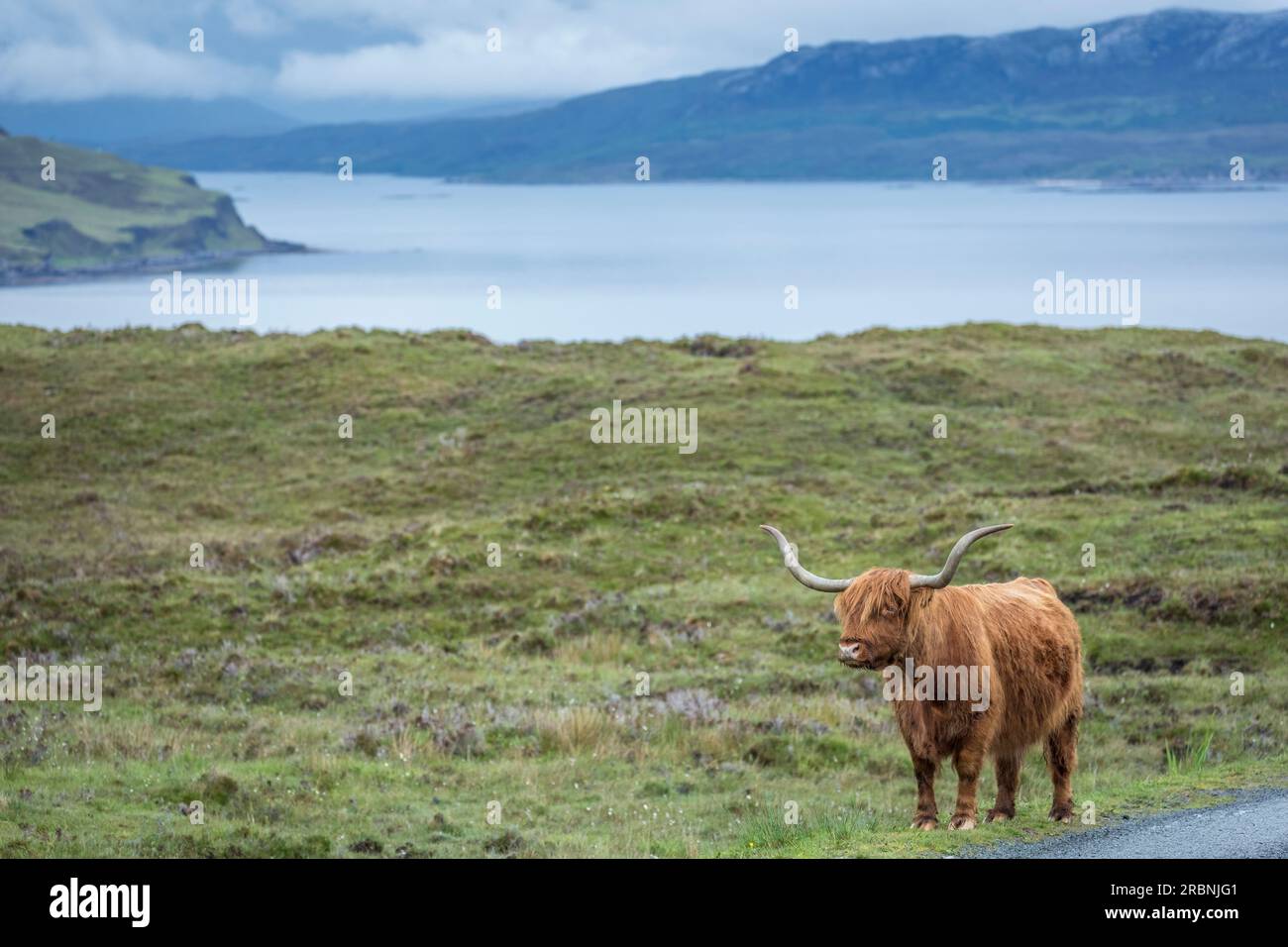 Schottische Hochlandrinder in der Nähe von Elgol, Isle of Skye, Highlands, Schottland, Großbritannien Stockfoto