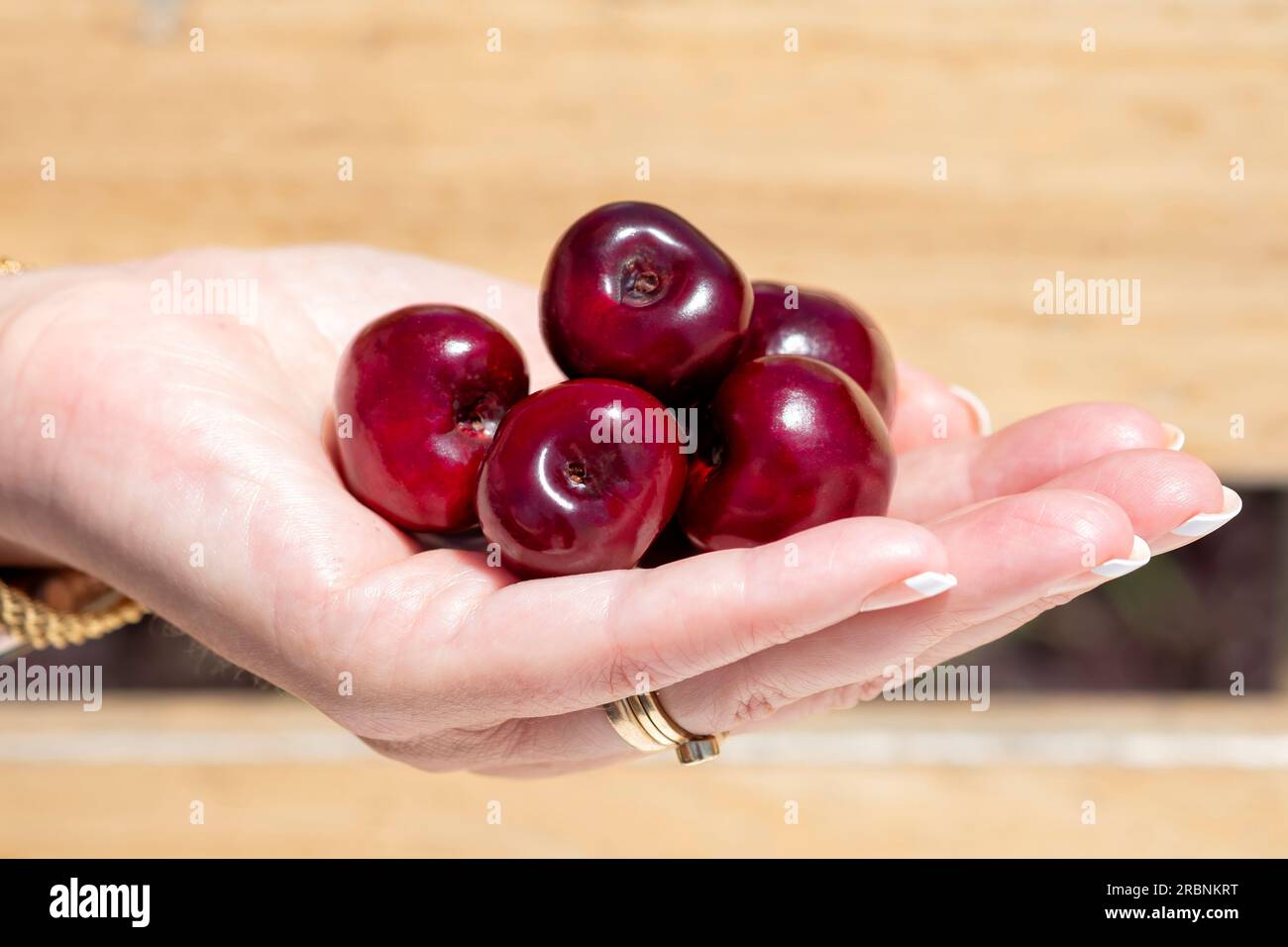 Eine Frau, die eine Handvoll frischer, reifer, roter, süßer Kirschen in der Hand hält. Ein fleischiger Drupe die Steinobst ist ein beliebter gesunder Fruchtsnack Stockfoto