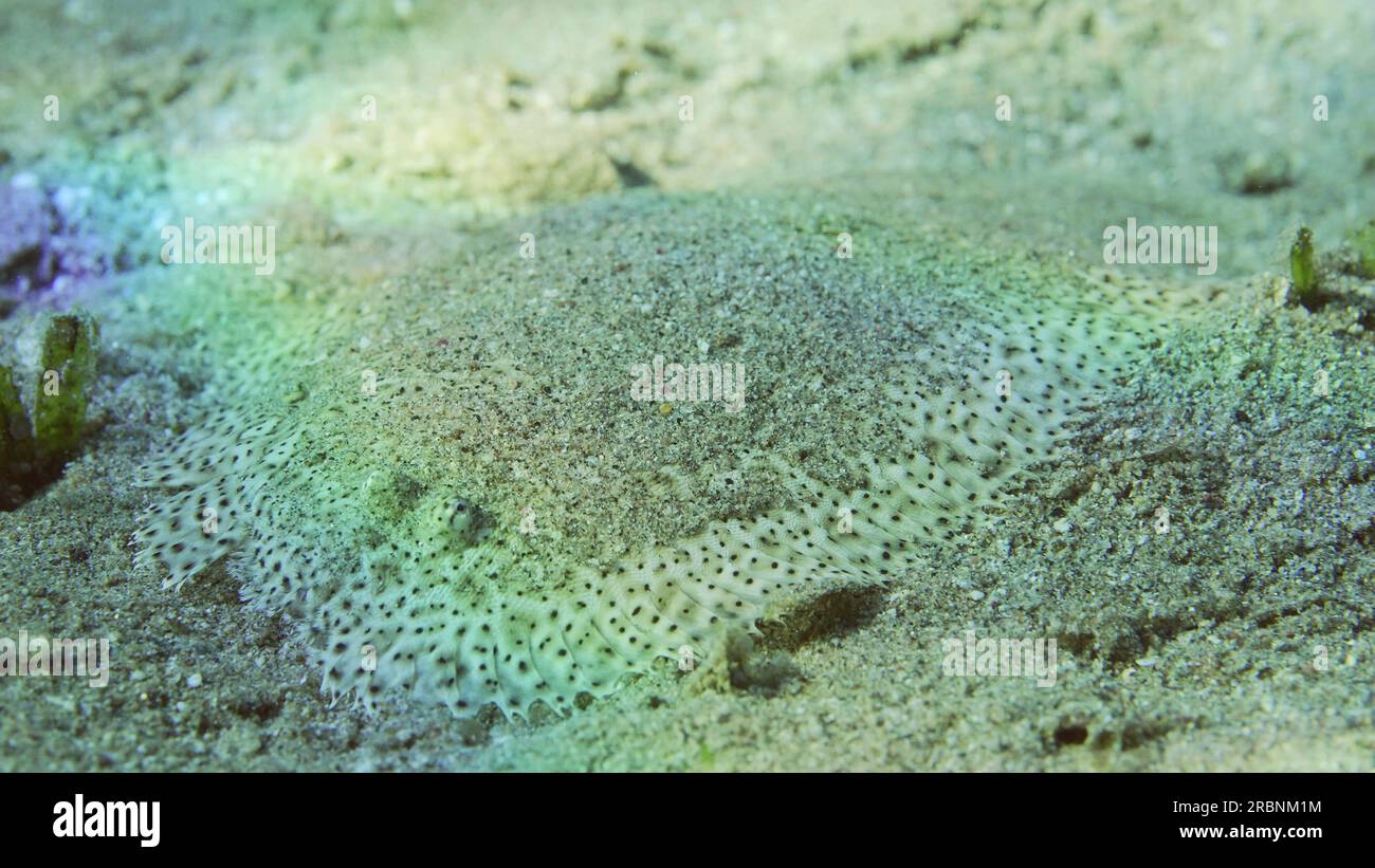 Rotes Meer, Ägypten. 3. Juli 2023. Plattfische sind bedeckt mit Sand auf sandigem Boden an hellen sonnigen Tagen in der Sonne. Nahaufnahme von Leopardenflunder oder Pantherflunder (Bothus pantherinus) liegt maskiert o Sand, Rotes Meer, Ägypten (Kreditbild: © Andrey Nekrasov/ZUMA Press Wire) NUR REDAKTIONELLE VERWENDUNG! Nicht für den kommerziellen GEBRAUCH! Stockfoto