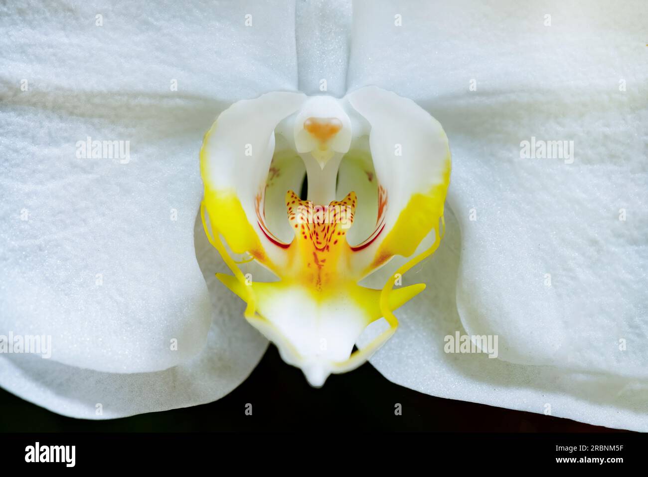 Eine Nahaufnahme einer weißen Phalaenopsis-Hybridorchidee in voller Blüte. Stockfoto