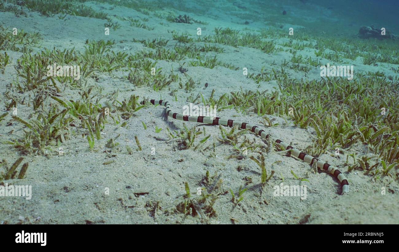 Rotes Meer, Ägypten. 3. Juli 2023. Harlequin-Schlangenaal (Myrichthys colubrinus) kriecht tagsüber über über über sandigen Boden bedeckt mit grünem Seegras, Rotes Meer, Ägypten (Kreditbild: © Andrey Nekrasov/ZUMA Press Wire) NUR REDAKTIONELLE VERWENDUNG! Nicht für den kommerziellen GEBRAUCH! Stockfoto