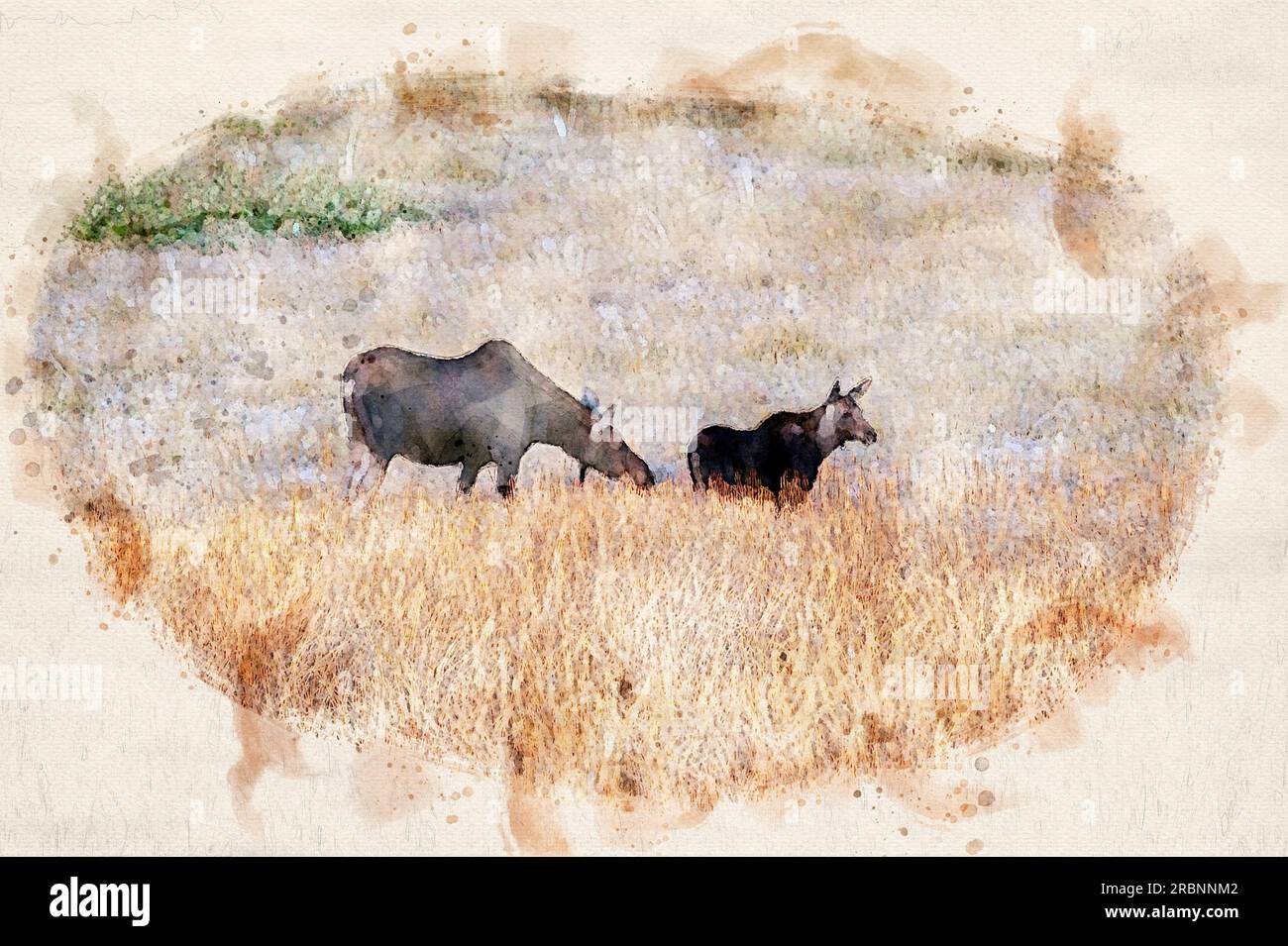 Digital erstelltes Aquarellgemälde einer Moose-Mutter und ihres Kalbes in Yellowstone Stockfoto