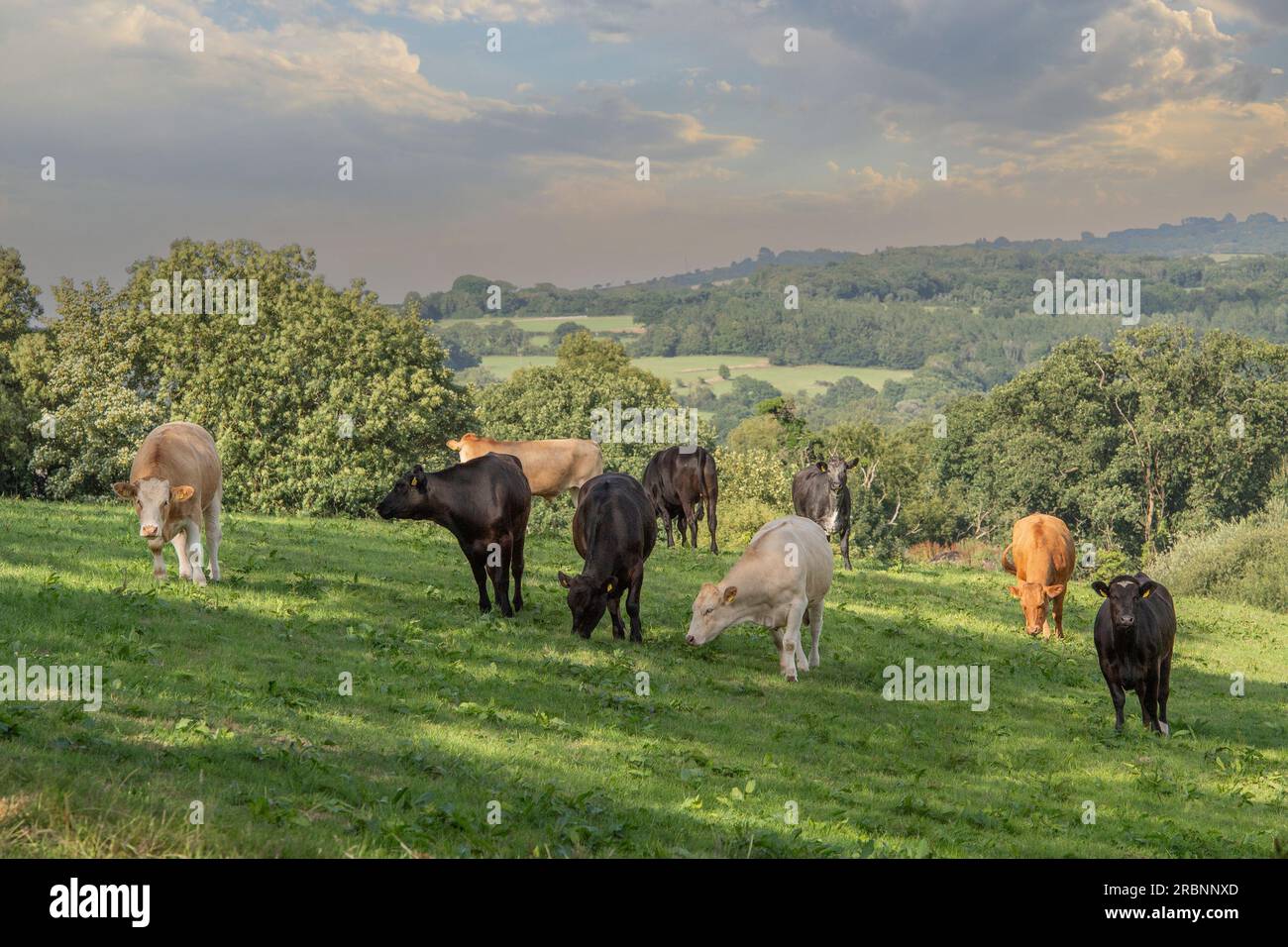 Herde der Kühe Stockfoto