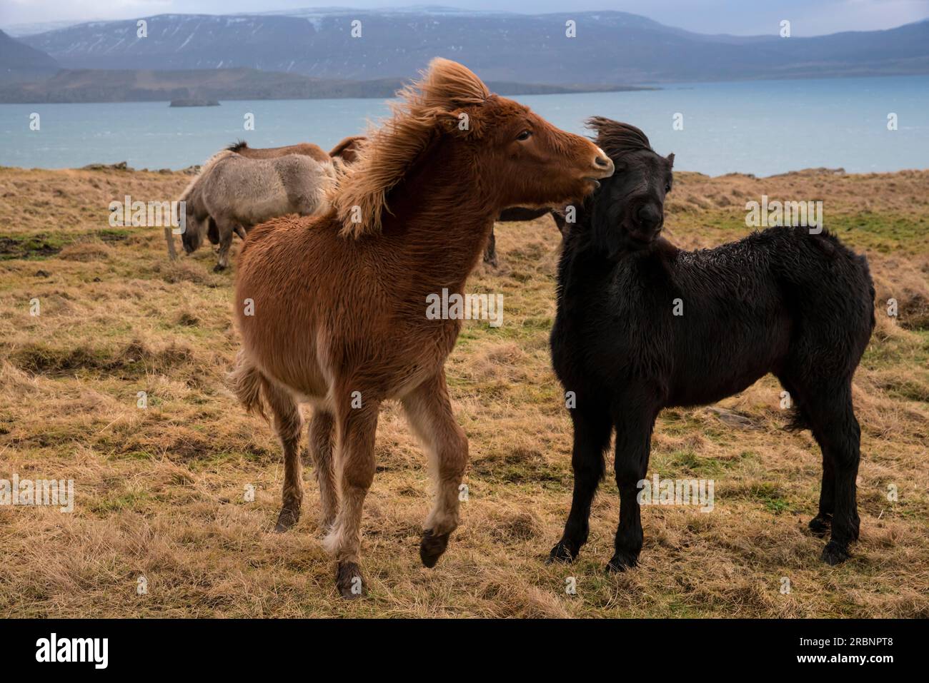 Isländische Pferde spielen auf dem Feld, Futtersuche, hvalfjördur, Island, Europa Stockfoto
