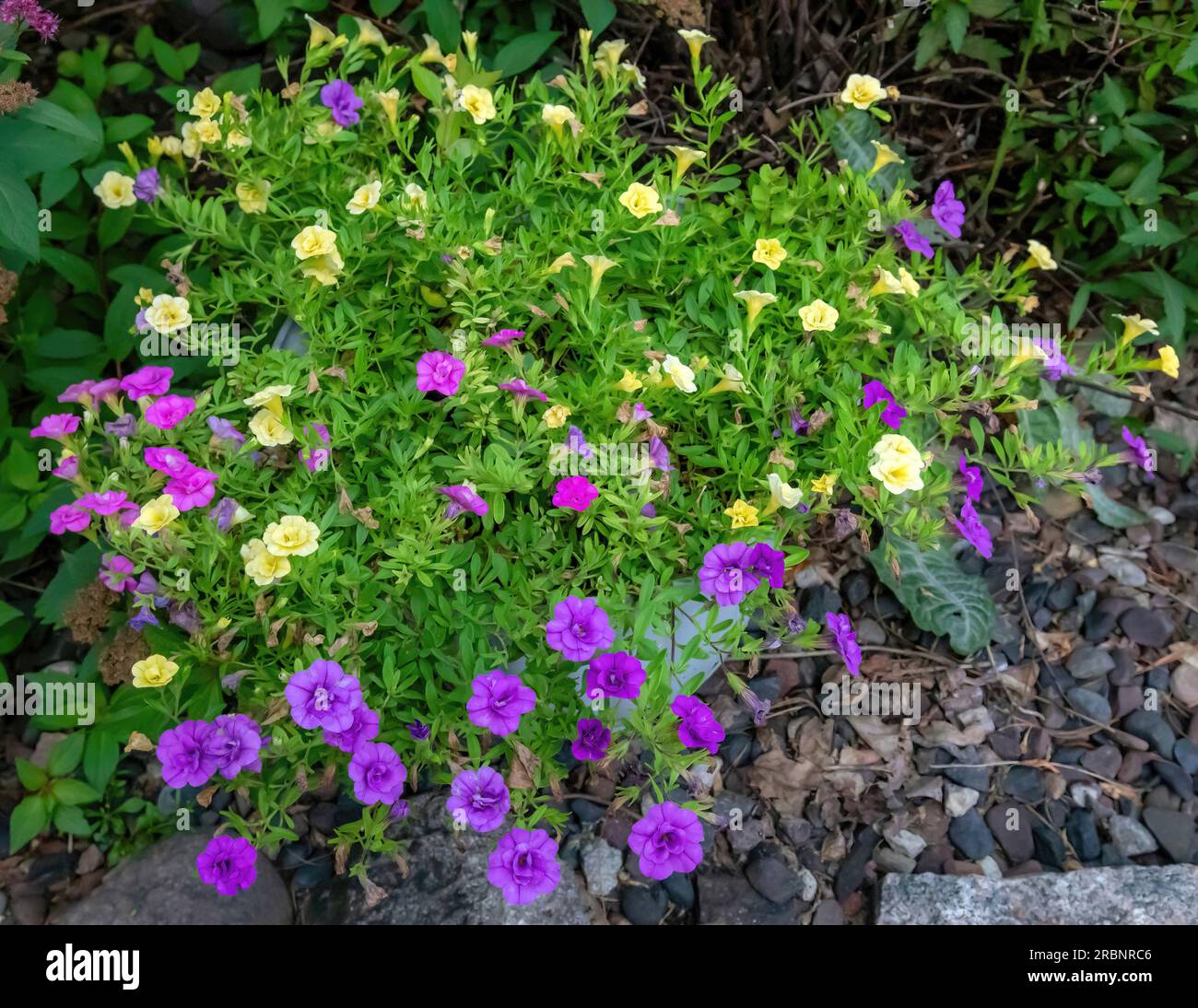 An einem Sommermorgen in Taylors Falls, Minnesota, USA, blühende calibrachoa parviflora. Stockfoto