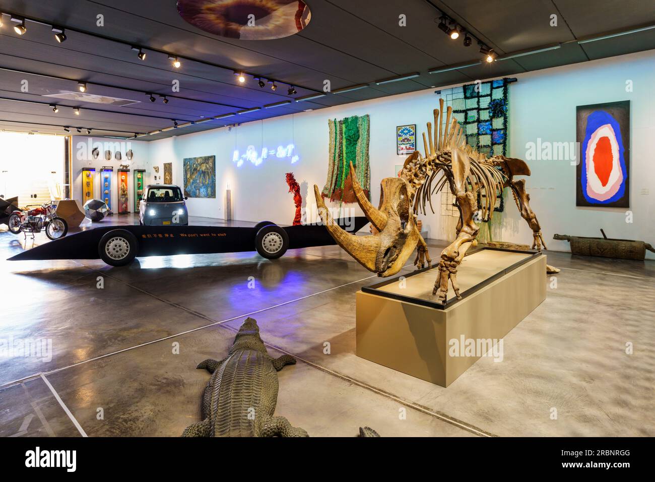 Versteinertes Skelett des sibirischen Wollrhinozeros (Coelodonta antiquitatis), Museum Sa Bassa Blanca (msbb). Yannick Vu und Ben Jakober, Alcudia, Mallorca, Spanien. Stockfoto