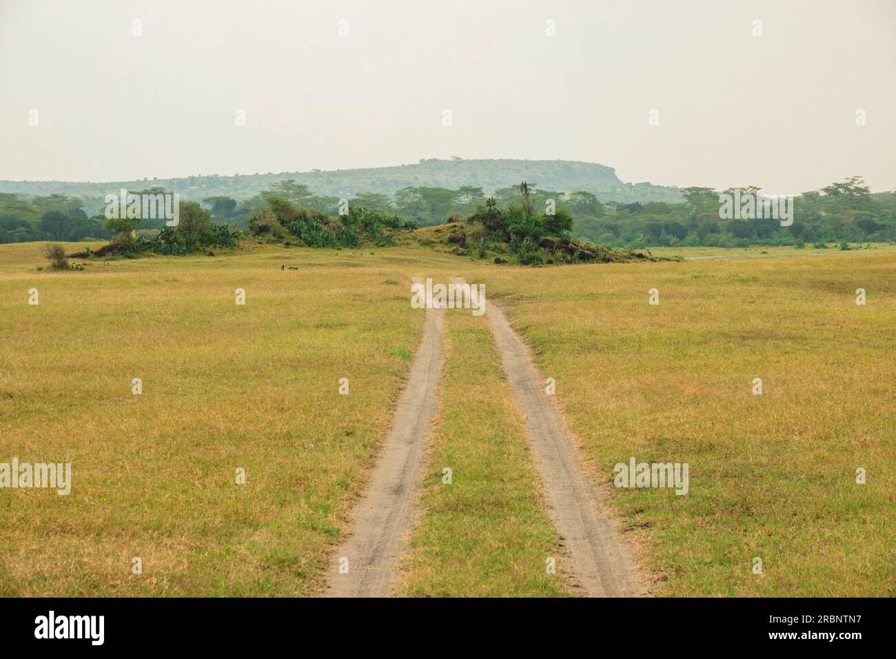 Gelbbbellige Akazienbäume, die in den Savannen-Graslandschaften von Soysambu Conservancy in Naivasha, Kenia, wachsen Stockfoto