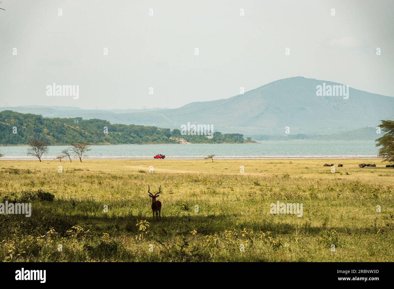 Ein Safari-Fahrzeug in freier Wildbahn am Elementaita-See in Soysambu Conservancy, Naivasha, Kenia Stockfoto