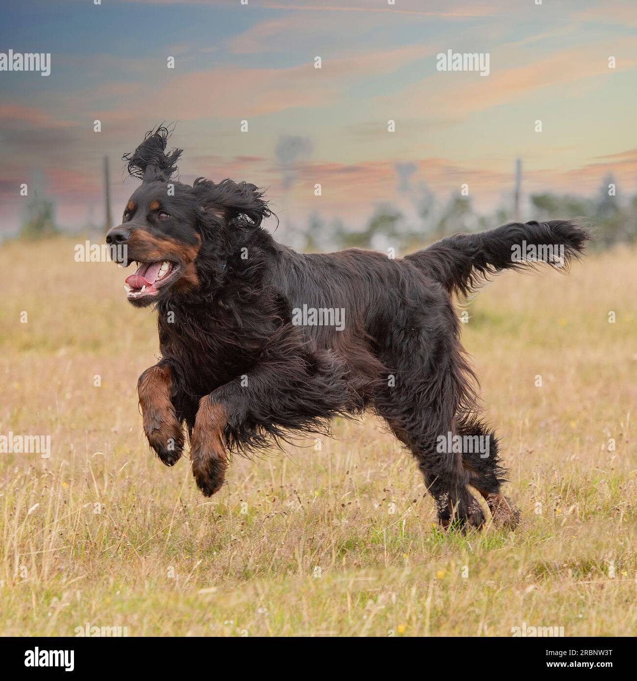 gordon Setter läuft auf Kamera zu Stockfoto