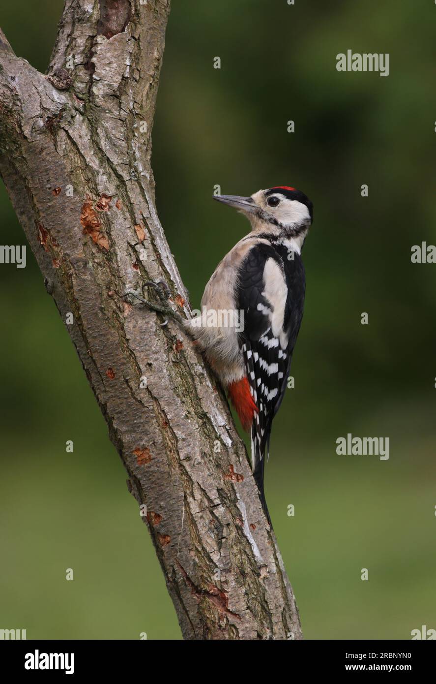 Great Spotted Woodpecker (Dendrocopos Major), unreif, hoch oben auf dem toten Baum Eccles-on-Sea, Norfolk, Großbritannien. August Stockfoto