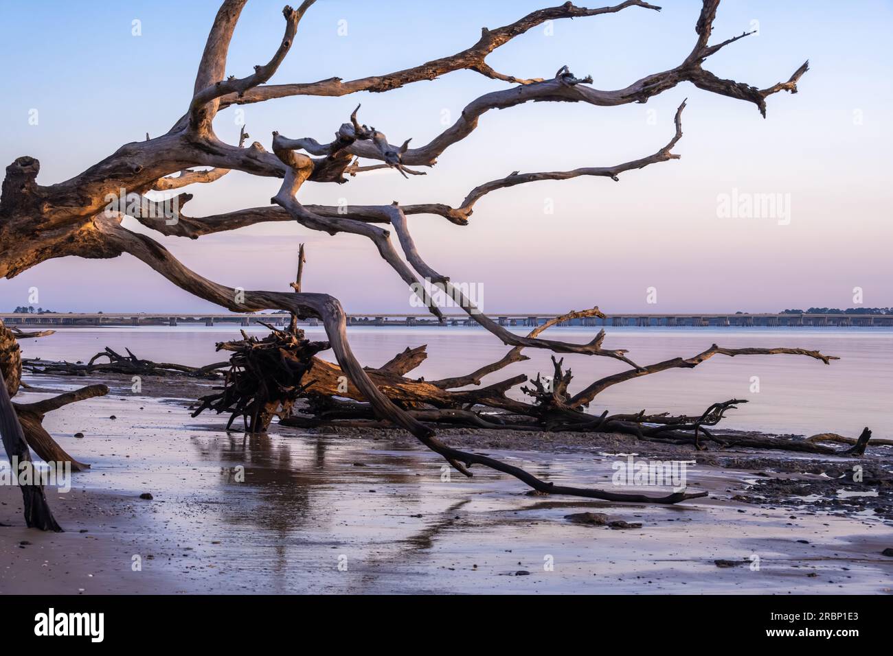 Florida Sonnenaufgang Blick auf Amelia Island durch die sonnendurchfluteten Treibholz Boneyard Strand auf Big Talbot Island in der Nähe von Jacksonville, Florida. (USA) Stockfoto