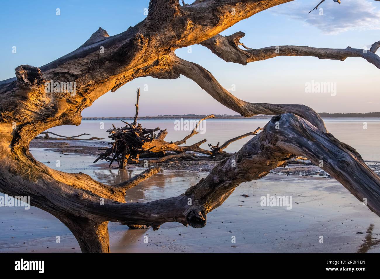 Florida Sonnenaufgang Blick auf Amelia Island durch die sonnendurchfluteten Treibholz Boneyard Strand auf Big Talbot Island in der Nähe von Jacksonville, Florida. (USA) Stockfoto