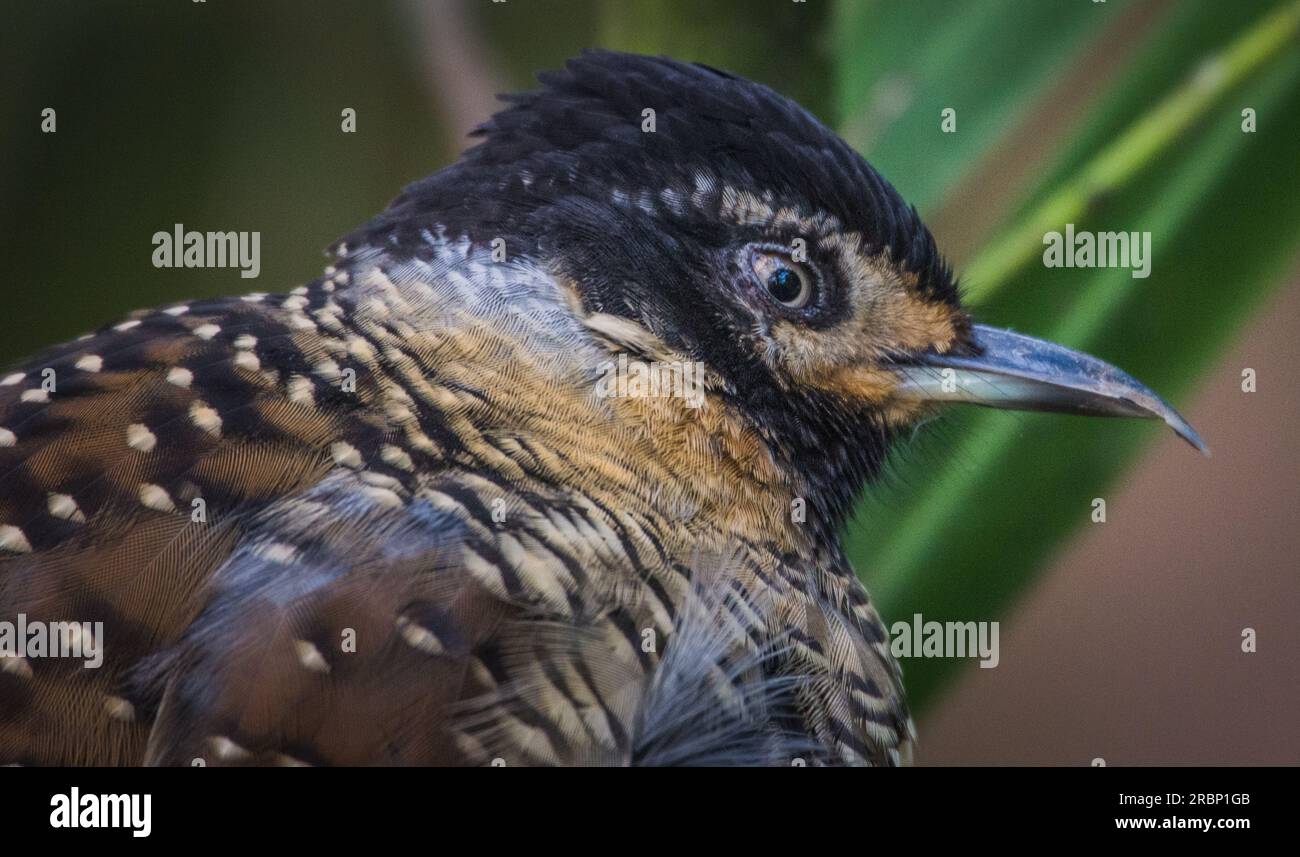 Gesicht des Fleckenlachenden Thursh Stockfoto