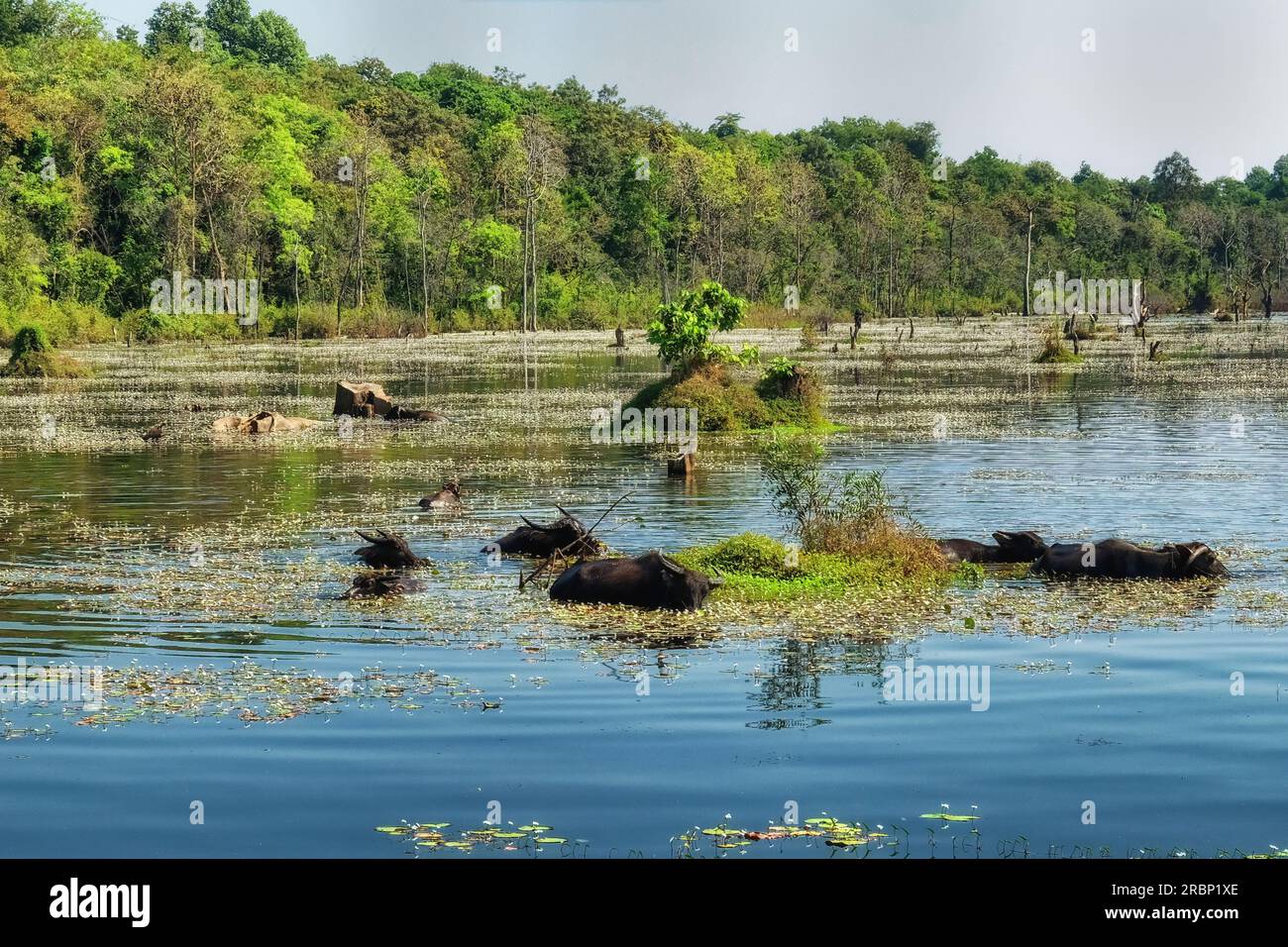 Fotografieren Sie eine Ansammlung von Wasserbüffeln inmitten eines seichten sumpfigen Sees in Kambodscha, Landschaftsorientierung. Stockfoto