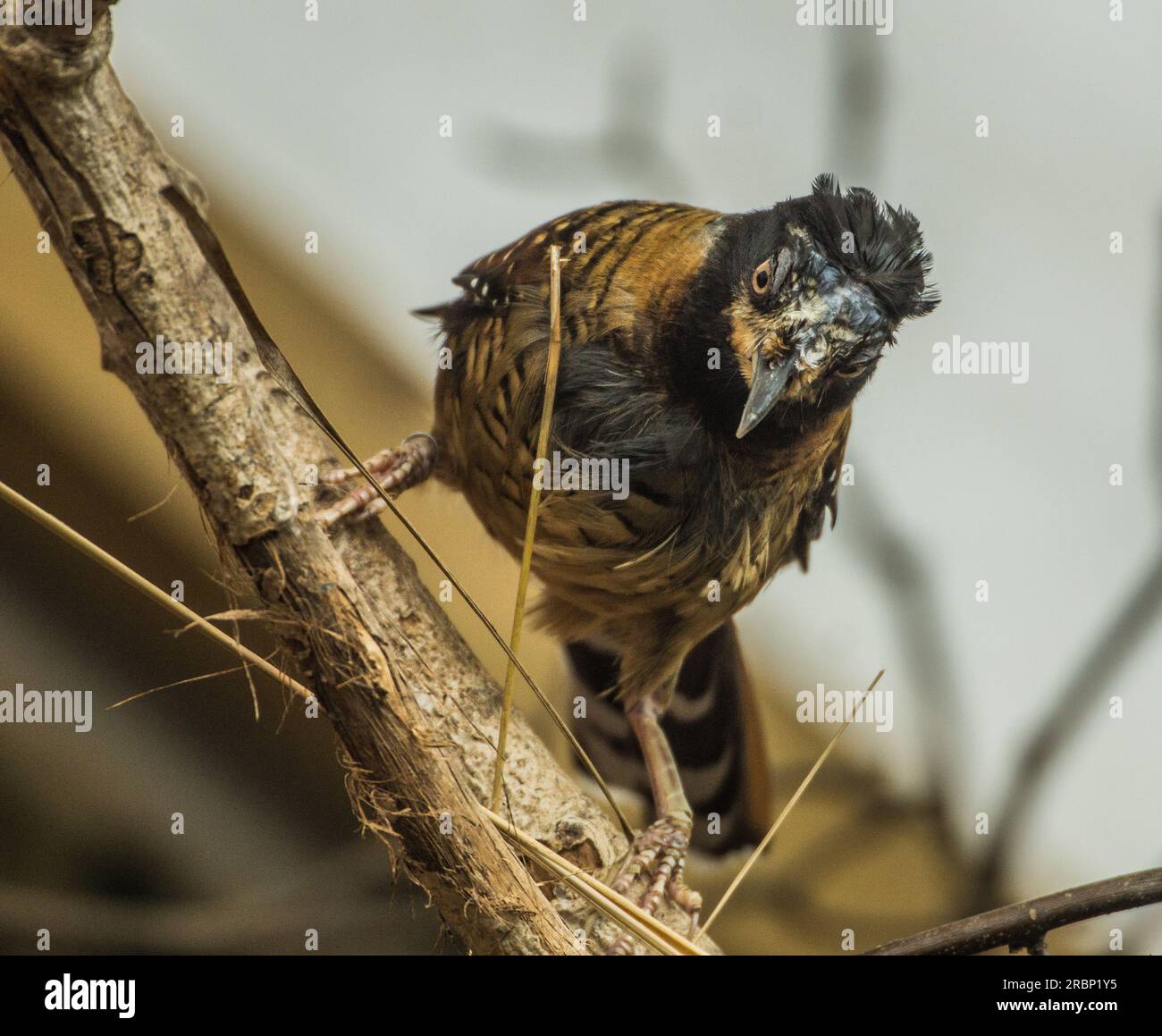 Poised Flpotted Laching Thrush Stockfoto