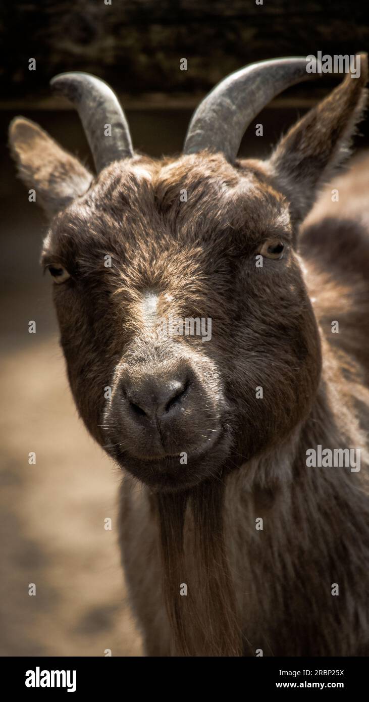 Zwergziege Stockfoto