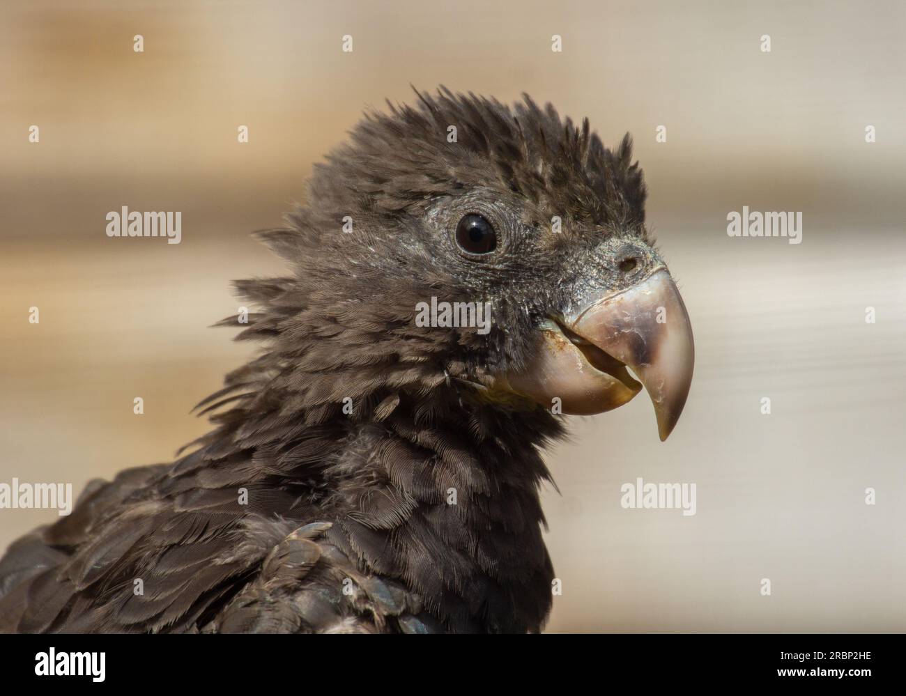 Ich Schicke Vasa Parrot Stockfoto