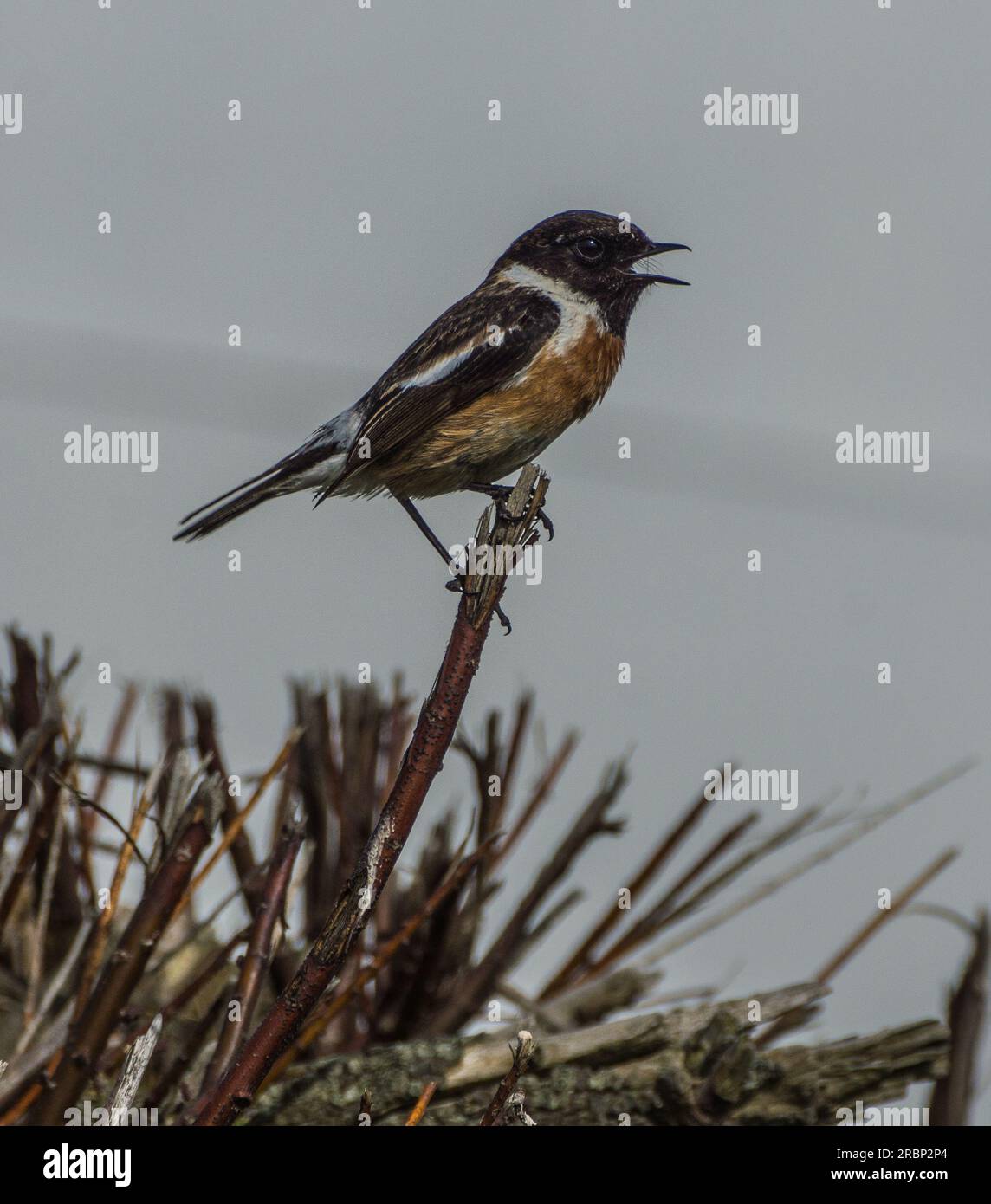 Stonechat am Meer Stockfoto