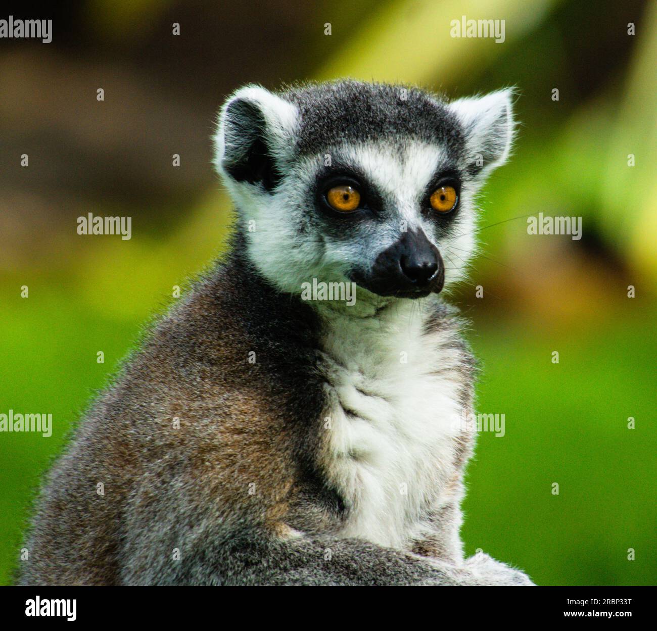 Ich Beobachte Lemur Stockfoto