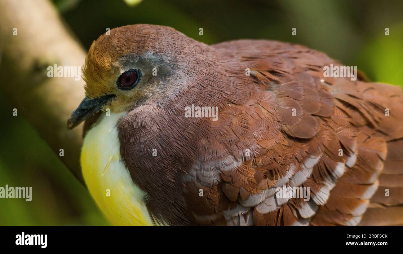 Zendia Dove Sucht Stockfoto