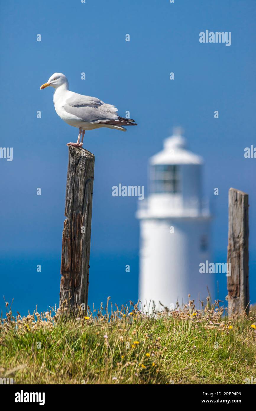 Seagull am Trevose Lighthouse in der Nähe von Padstow, Cornwall, England Stockfoto