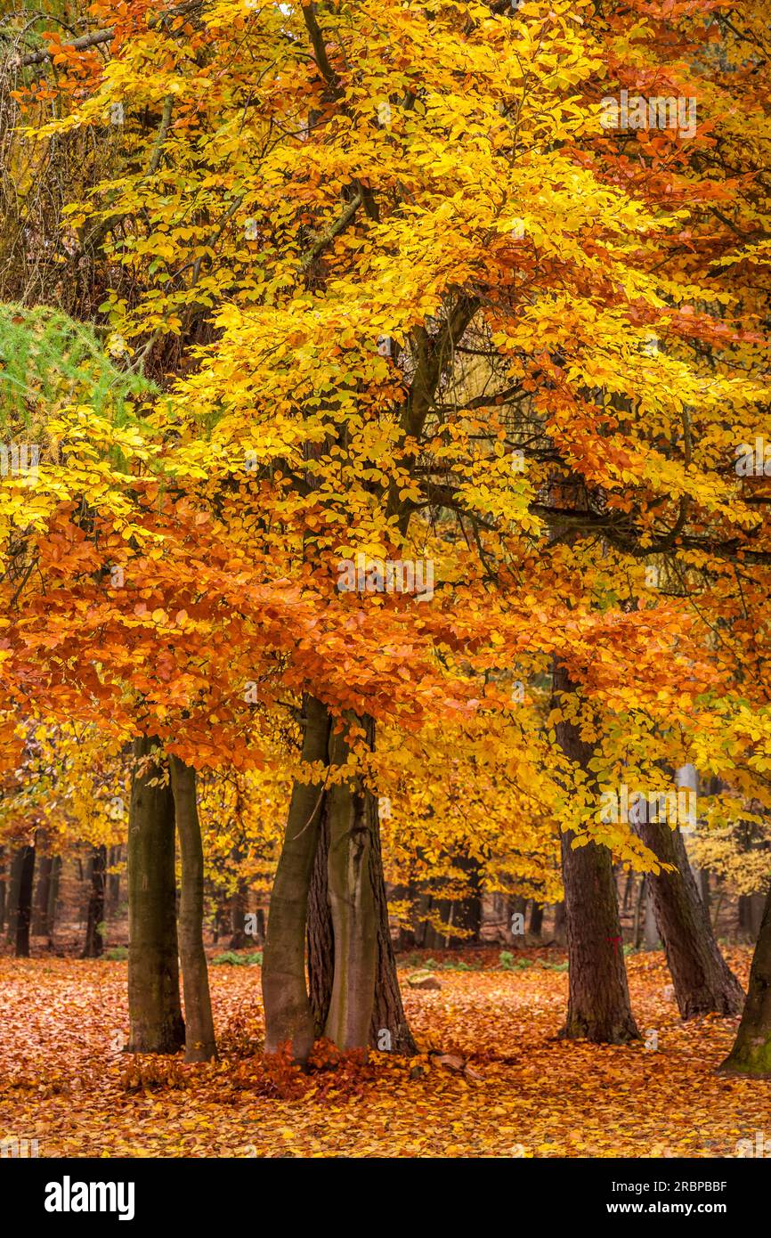 Herbstbuchenwälder im Naturpark Rheingau-Taunus bei Engenhahn, Niedernhausen, Hessen Stockfoto