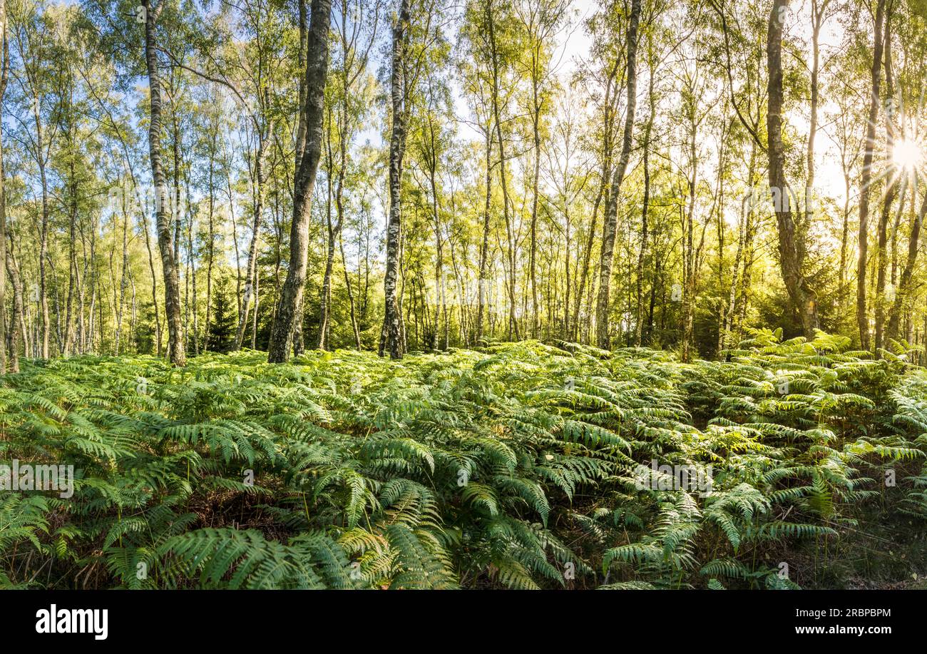 Birkenwald mit grünen Farnen, Niedernhausen, Hessen, Deutschland Stockfoto