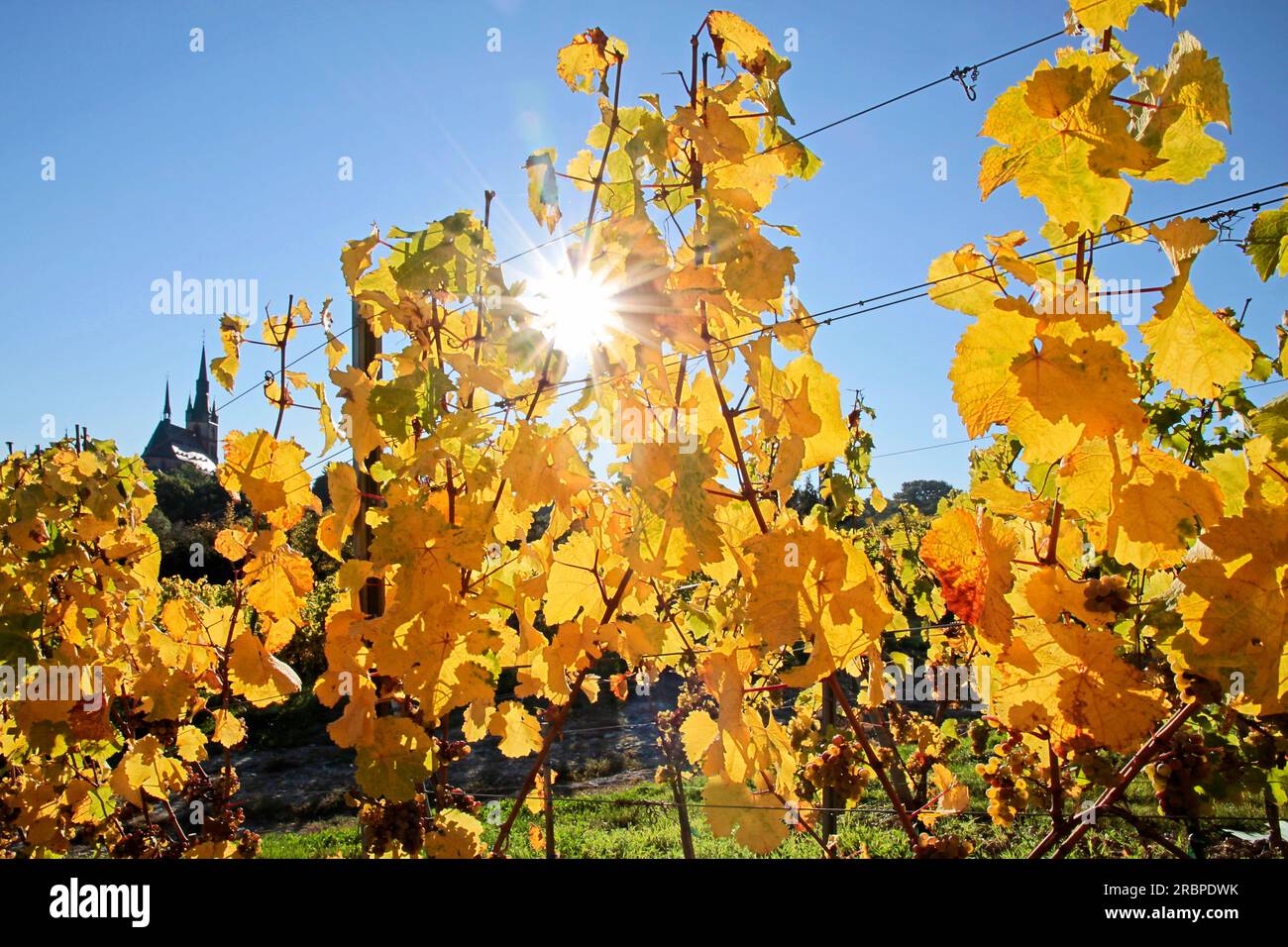 Weinberg im Herbst in der Nähe von Kiedrich, Rheingau, Hessen, Deutschland Stockfoto