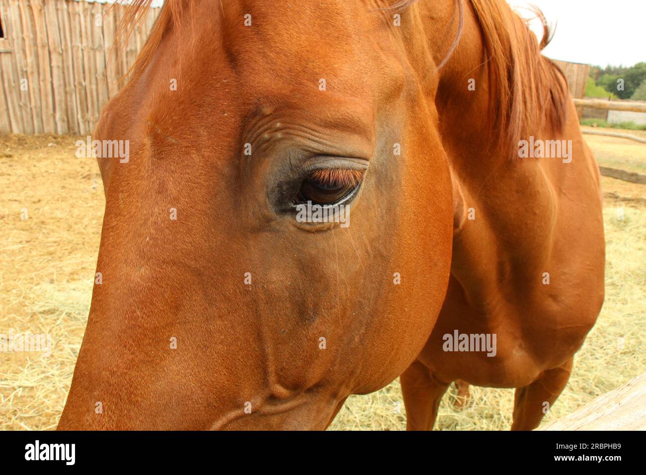 Pferde grasen am Stadtrand des Dorfes Stockfoto