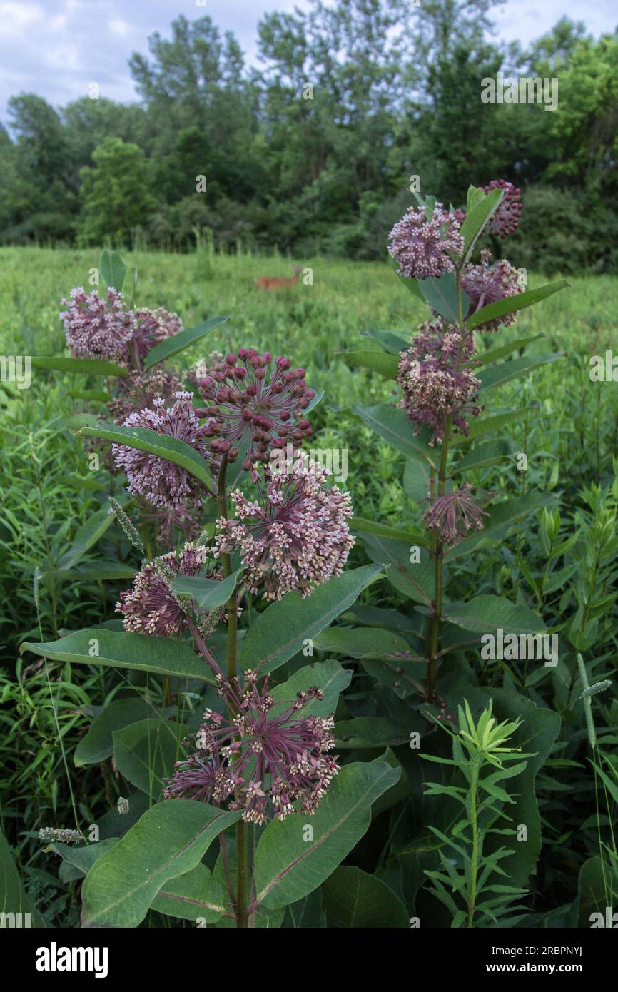 M.L. Red Trabue Nature Preserve, Dublin, Ohio Stockfoto