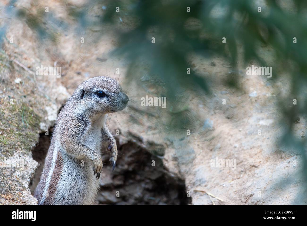 Das Cape Ground Eichhörnchen (Geosciurus inauris) sieht aus einem Loch im Boden Stockfoto