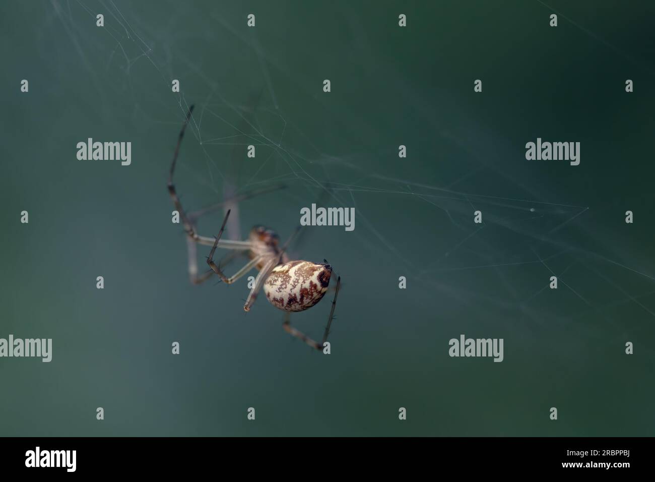 Eine faszinierende Makroaufnahme: Der hintere Sack einer Spinne hängt auf einem Gossamer-Netz und zeigt die aufwendige Handwerkskunst der Bänder der Natur Stockfoto