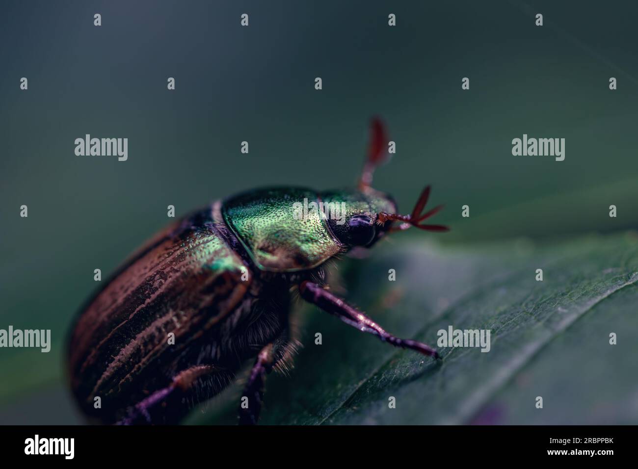 Ein atemberaubendes Makrobild: Ein Käfer, der sich auf einem lebhaften Blatt befindet und die komplexen Details und Schönheit der Natur in einem einzigen Bild zeigt Stockfoto