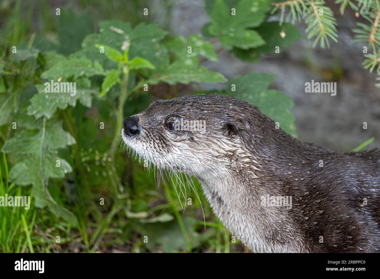 Der nordamerikanische Flussotter (Lontra canadensis) am Flussufer Stockfoto