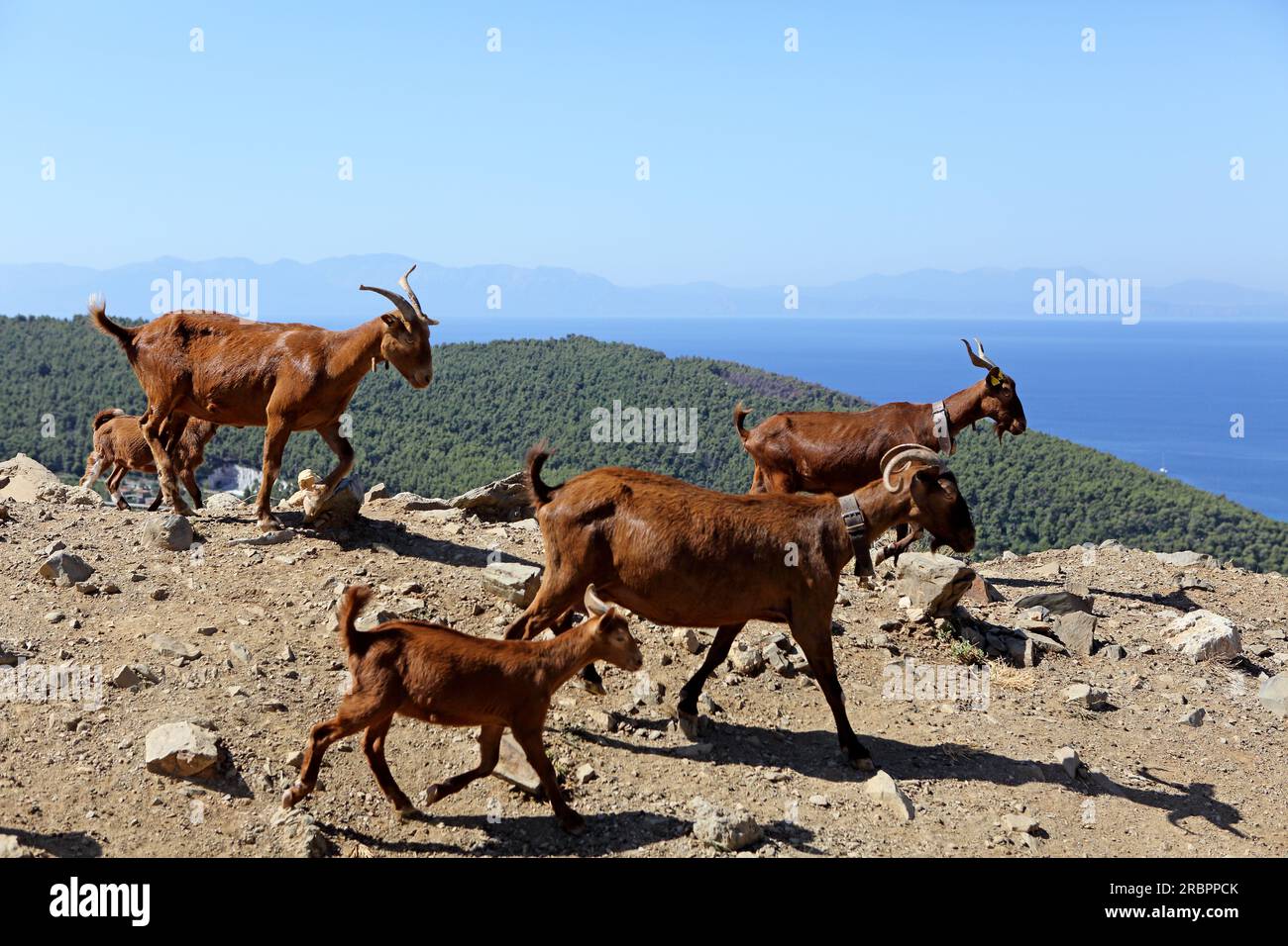 Käseherstellung auf der Ziegenfarm in Agontas, Insel Skopelos, Nordsporaden, Griechenland Stockfoto