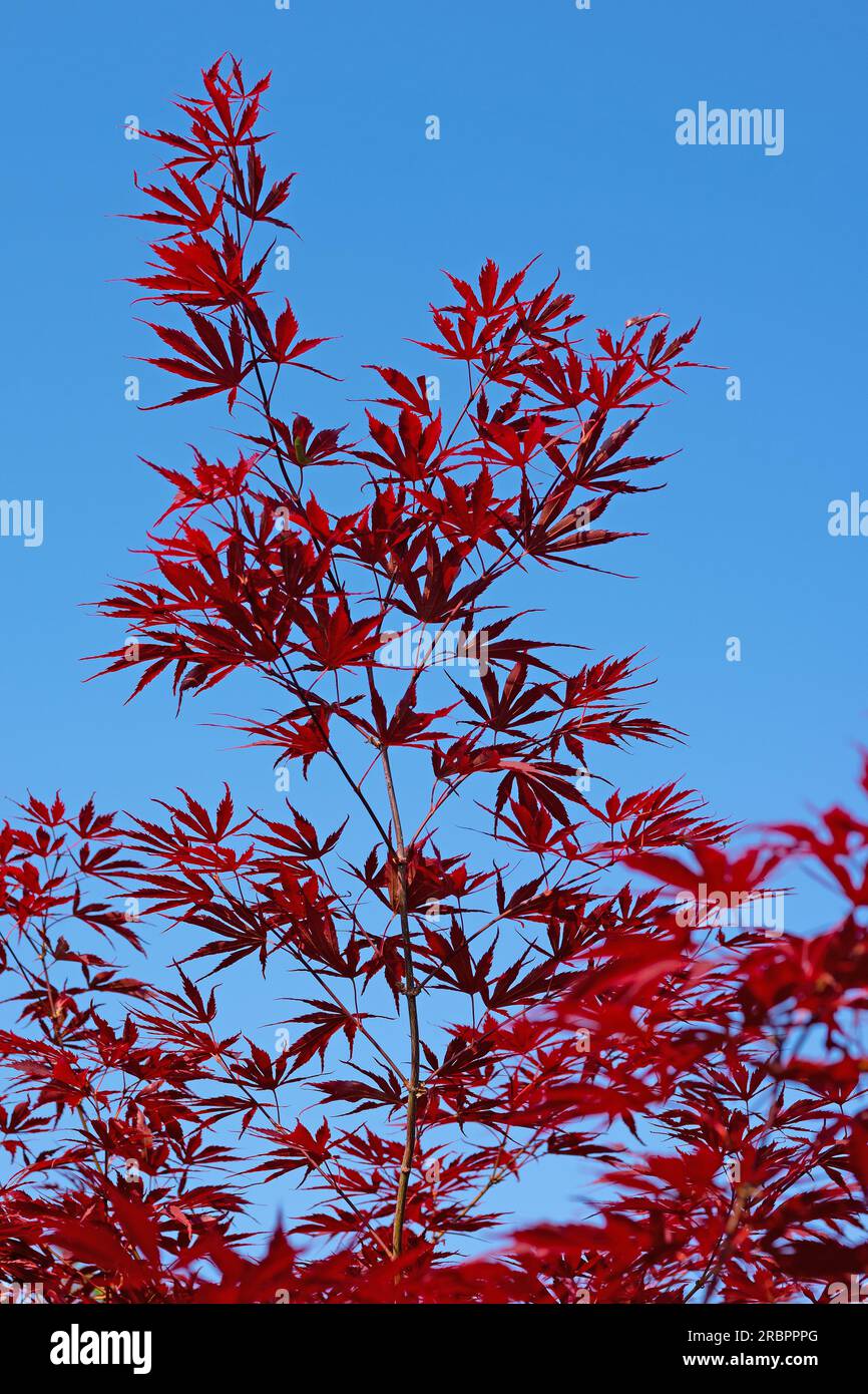 Japanischer Fanapel, Acer palmatum, gegen den blauen Himmel Stockfoto