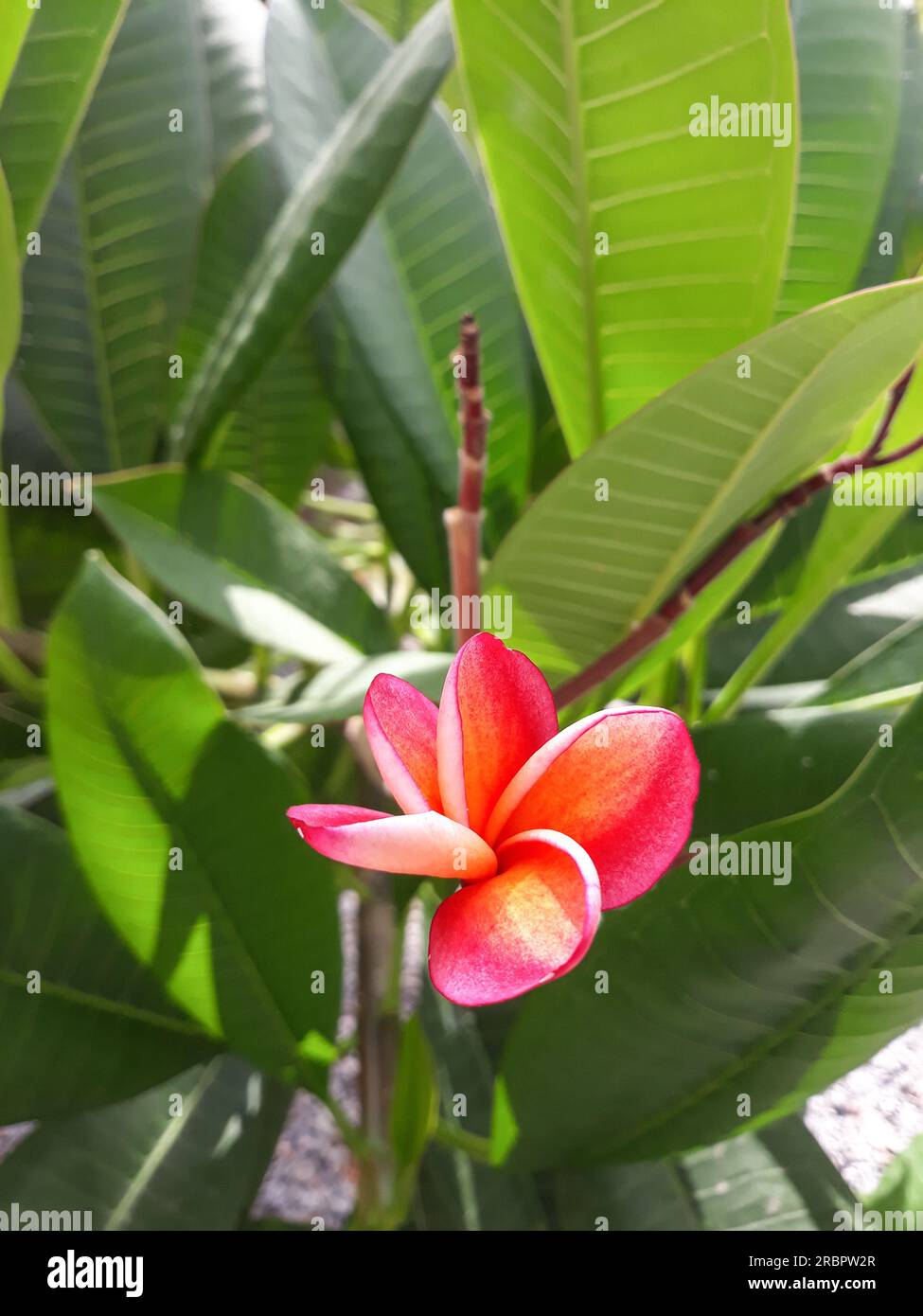 Blumen von Plumeria Rubra an einem wunderschönen Tag im Garten Stockfoto