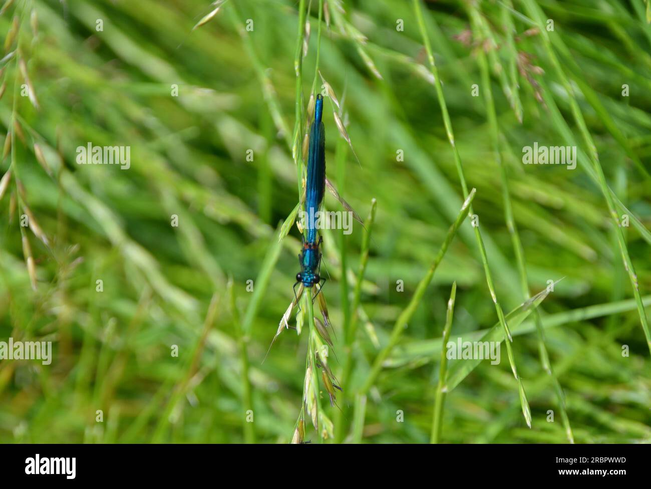 Damselfy ruht sich in langem Gras aus Stockfoto