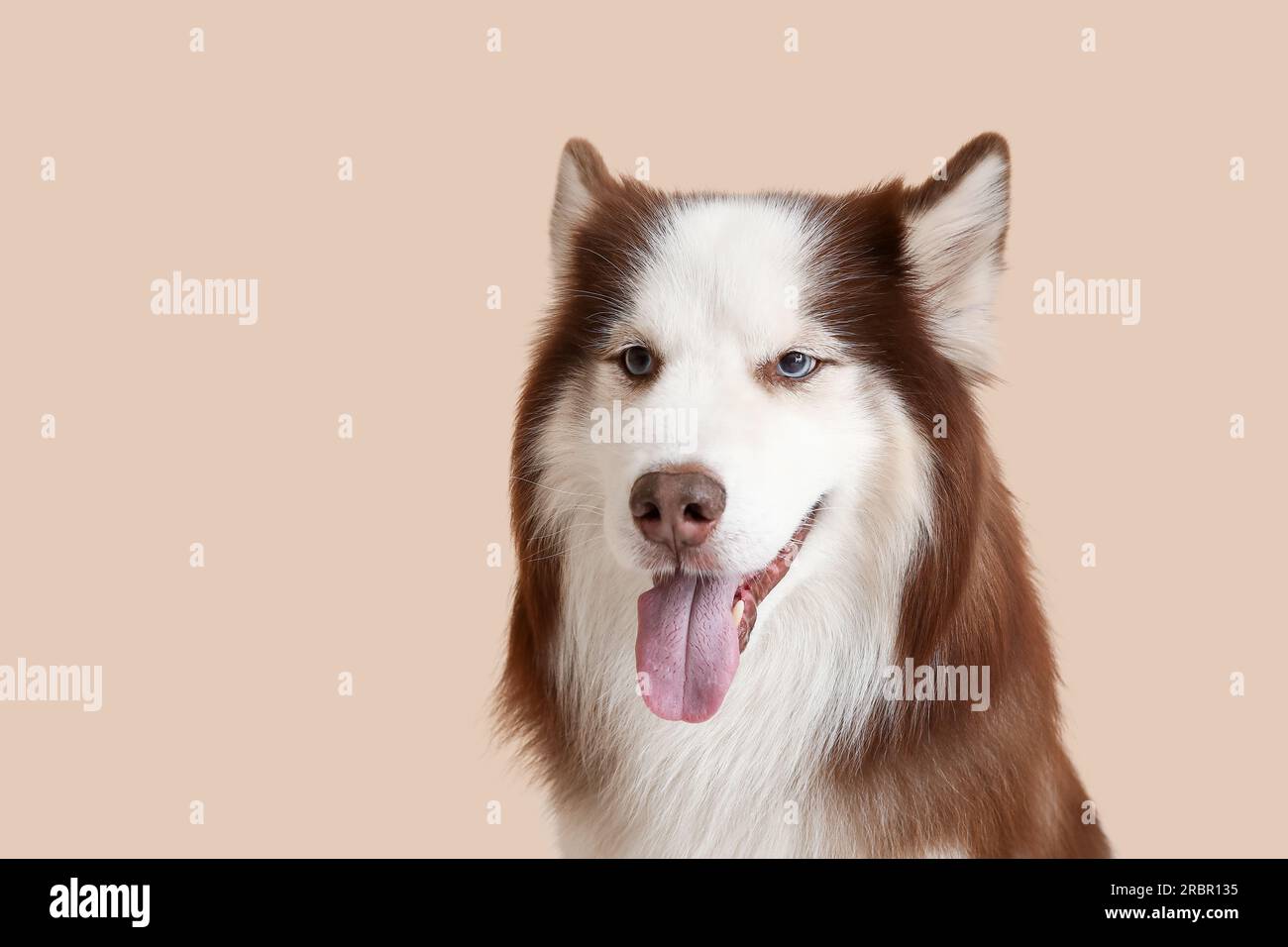 Süßer Husky-Hund auf beigefarbenem Hintergrund, Nahaufnahme Stockfoto
