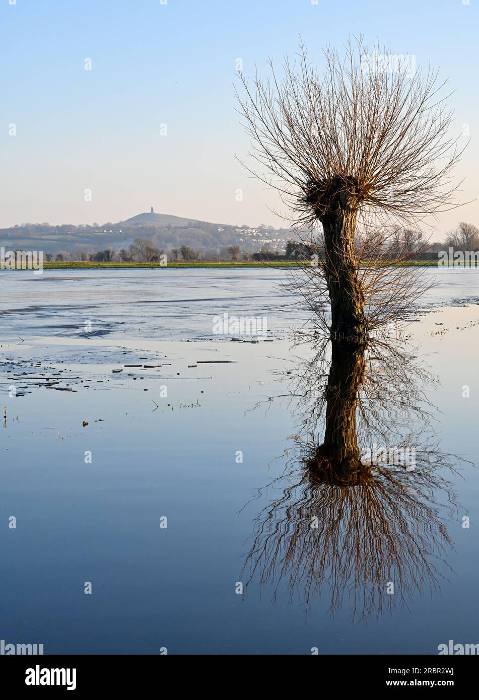 Willow Tree und Glastonbury Tor im Winter mit Überschwemmungen im Vordergrund. Aus Godney, Januar 2023 Stockfoto