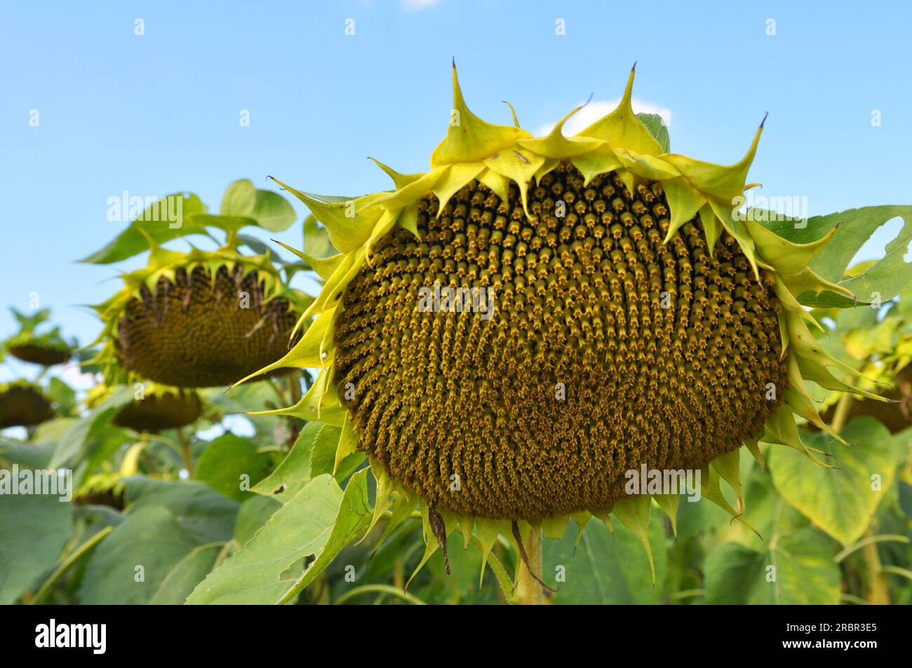 Im Spätsommer reift die Sonnenblume auf dem Bauernhof Stockfoto