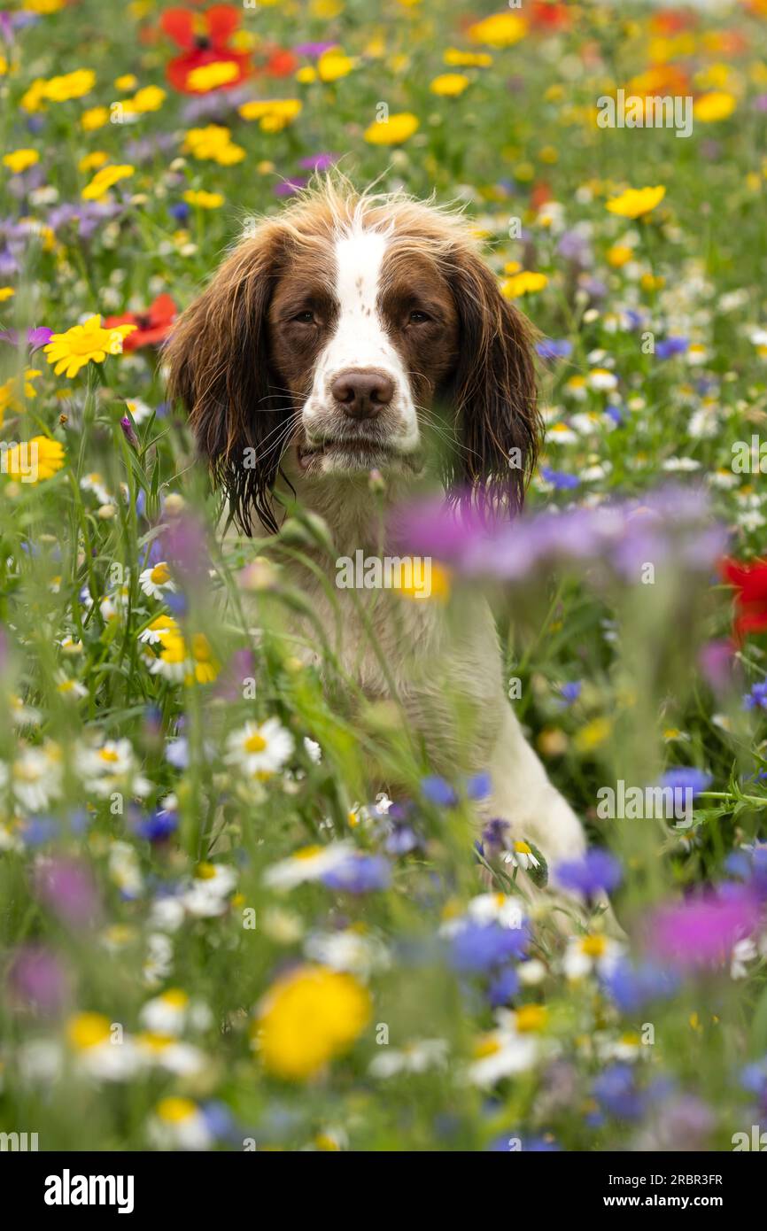 Englischer Springer Spaniel in Wildblumen Stockfoto