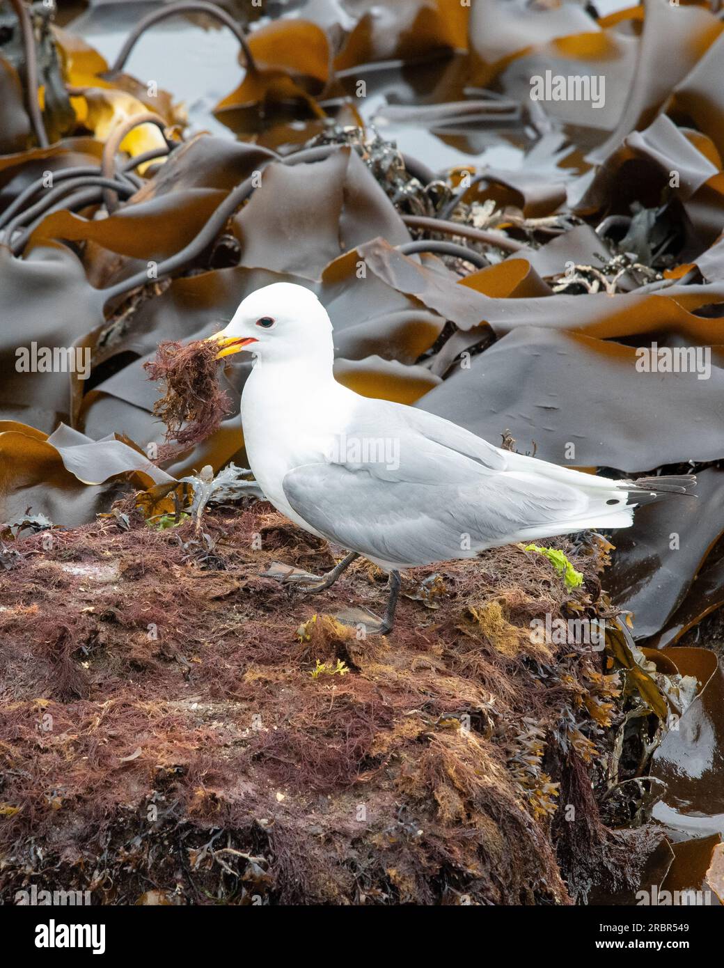 Kittiwake auf der Isle of May 7/7/23 - Nature Scotland berichtete 12/7, dass Kittiwakes positiv auf HPAI auf der Isle of May NNR getestet wurde und . . . Stockfoto