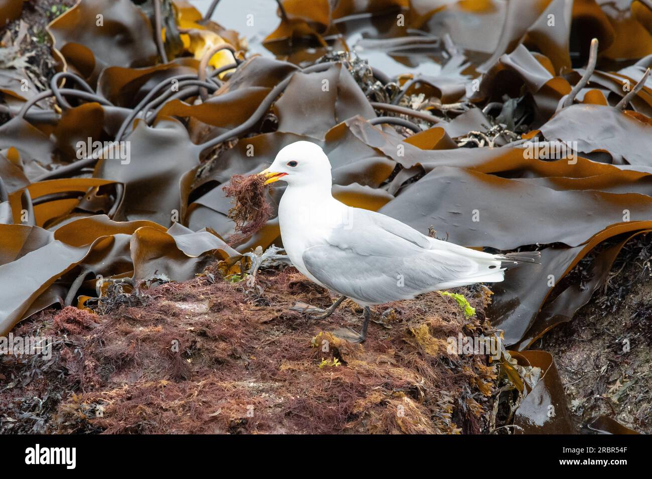 Kittiwake auf der Isle of May 7/7/23 - Nature Scotland berichtete 12/7, dass Kittiwakes positiv auf HPAI auf der Isle of May NNR getestet wurde und . . . Stockfoto