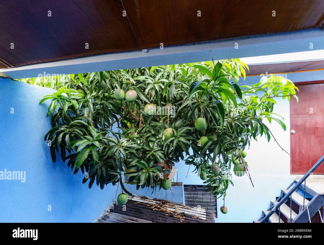 Über einem Innenhof in Jinotega, Nicaragua, hängen reife Mangos ( Mangifera indica) und Äste mit Blättern auf einem Baum in einem anderen Hof. Stockfoto