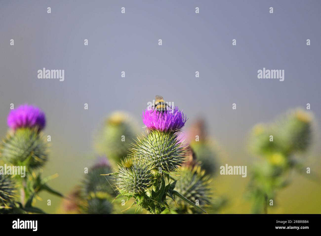 Distel in Blüte mit Weißschwanzhummel Stockfoto