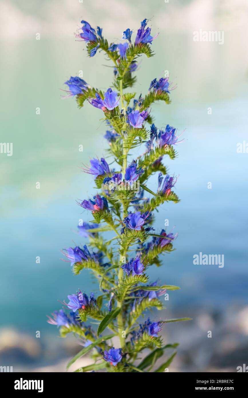 Viper's Bugloss-Pflanze mit Blumen auf verschwommenem Hintergrund Stockfoto